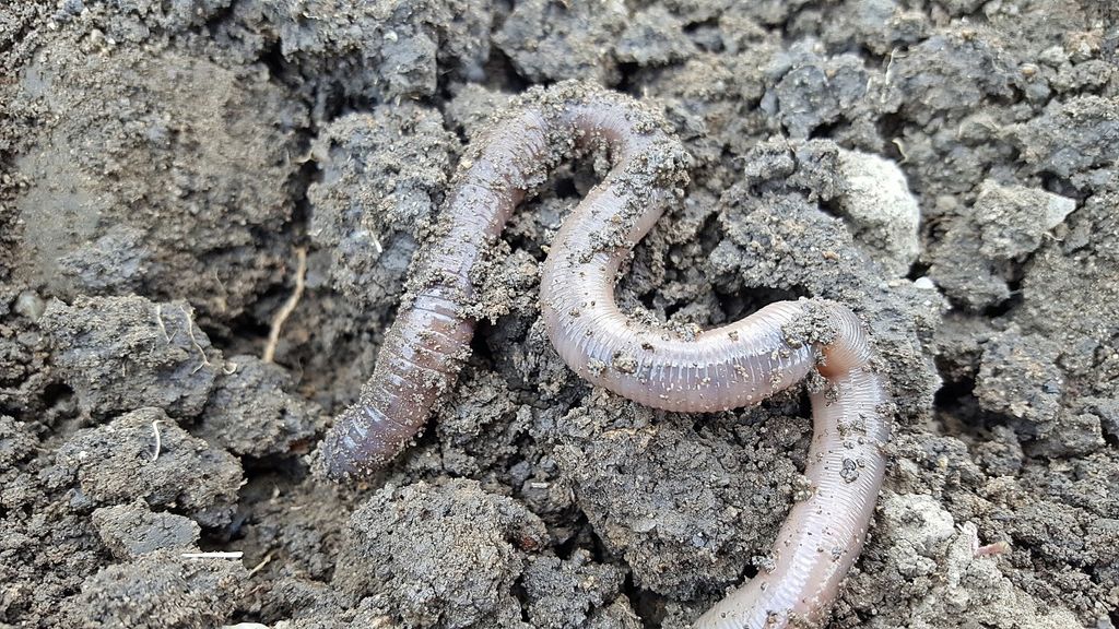 ONF - Le lombric ou l'allié des jardiniers