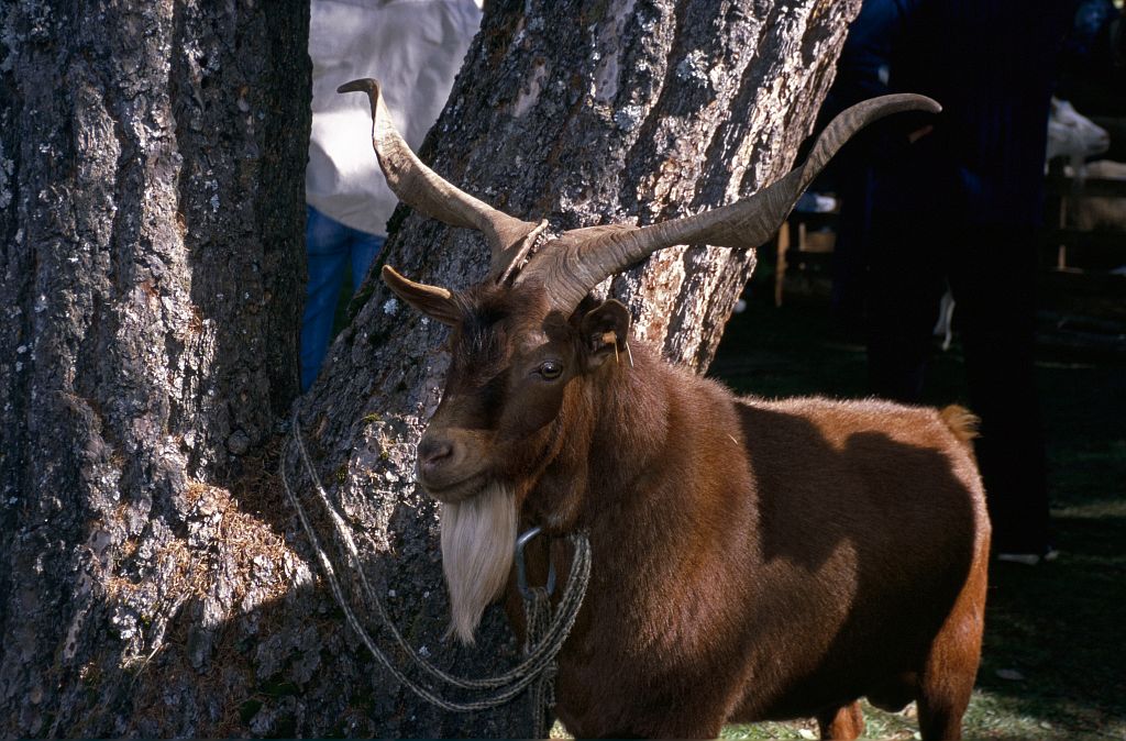 Foire à la Chapelle en Valgaudemar © Dominique Vincent - Parc national des Ecrins