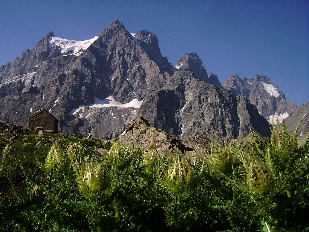 Le Pelvoux à partir du refuge Tuckett - En premier plan, les cirses très épineux © Bernard Nicollet - Parc national des Ecrins Le Pelvoux à partir du refuge Tuckett - En premier plan, les cirses très épineux © Bernard Nicollet - Parc national des Ecrins