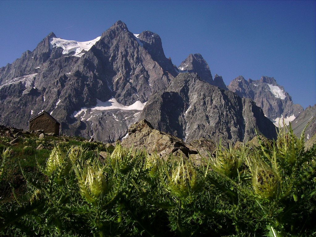 Le Pelvoux à partir du refuge Tuckett - En premier plan, les cirses très épineux © Bernard Nicollet - Parc national des Ecrins  