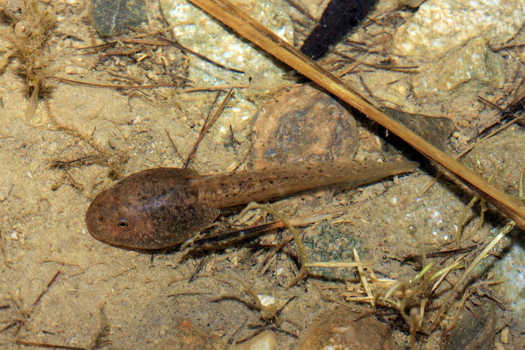 Alyte accoucheur © Marc Corail - Parc national des Ecrins