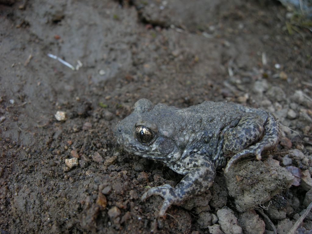 Alyte accoucheur - crapaud accoucheur © Damien Combrisson - Parc national des Ecrins