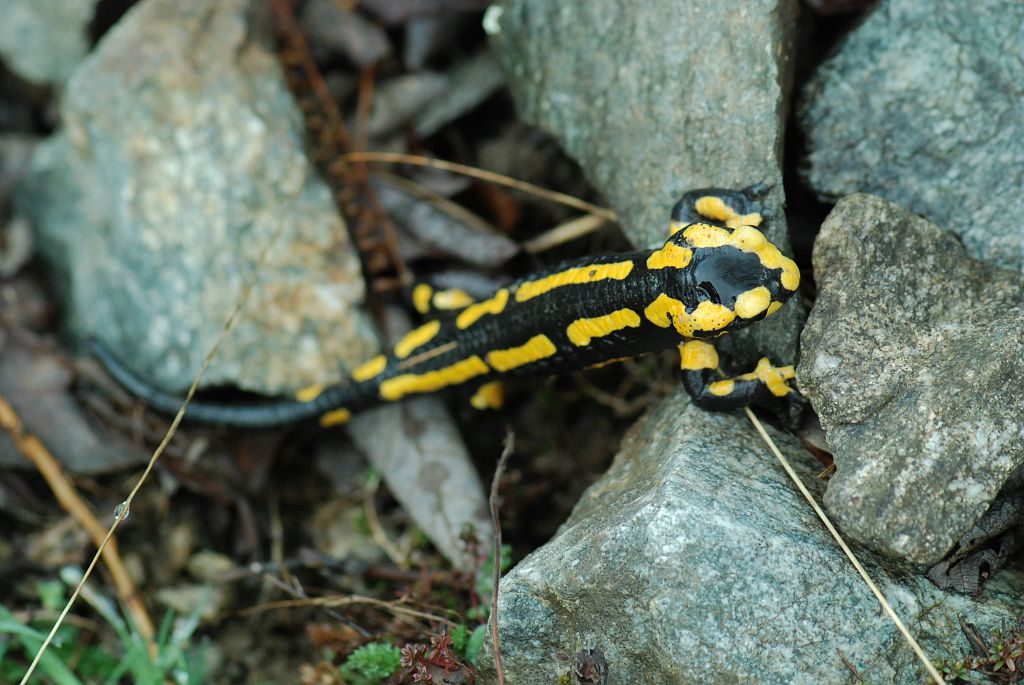 Salamandre sur le sentier de l'Olan © Olivier Warluzelle - Parc national des Ecrins Salamandre sur le sentier de l'Olan © Olivier Warluzelle - Parc national des Ecrins
