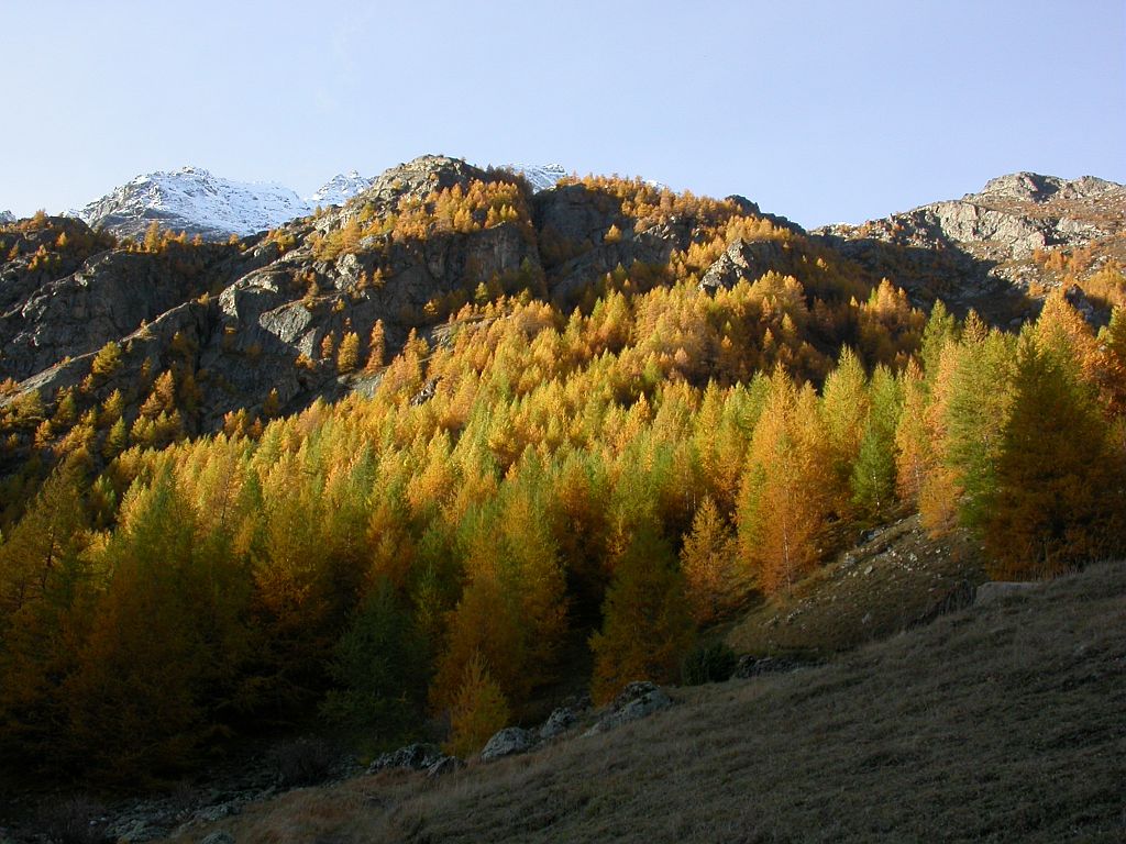 Mélézin © Parc national des Ecrins Mélézin © Parc national des Ecrins