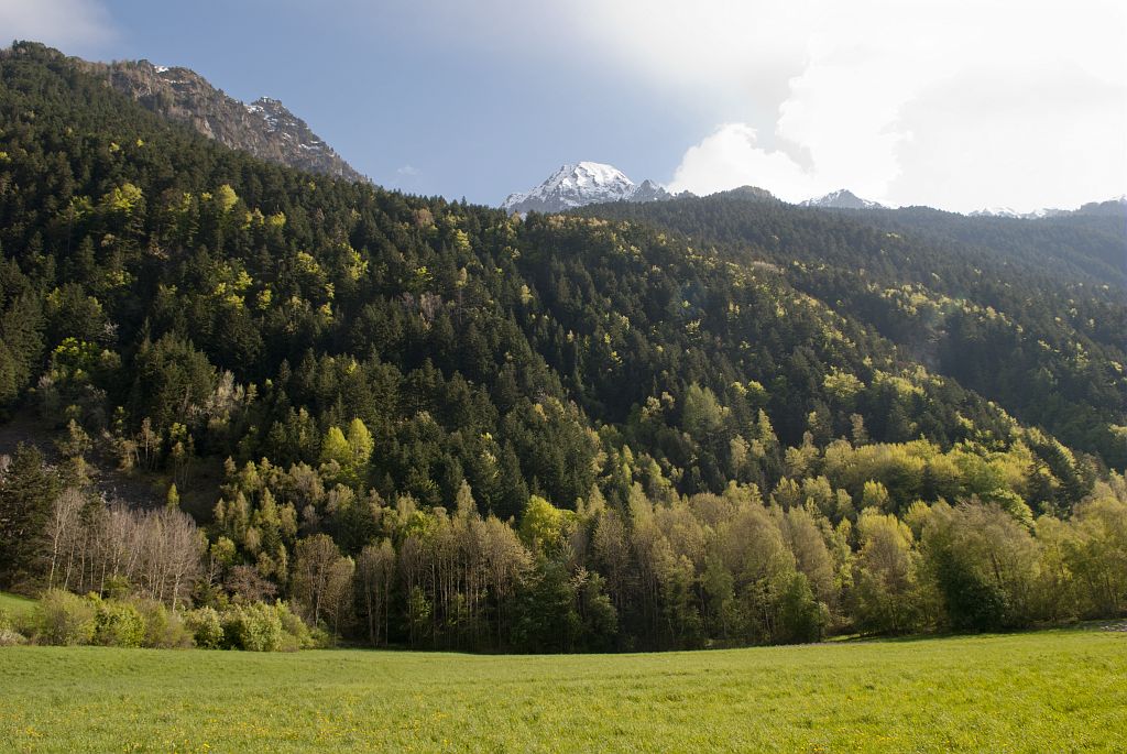 Forêt hêtraie-sapinière d'ubac (bois des Blancs) - La Chapelle en Valgaudemar © Dominique Vincent - Parc national des Ecrins