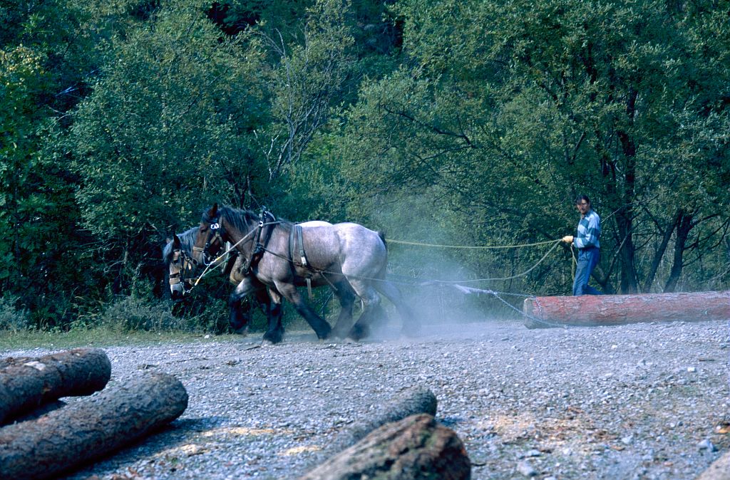 Débardage à cheval - forêt de Navette - La Chapelle en Valgaudemar © Dominique Vincent - Parc national des Ecrins