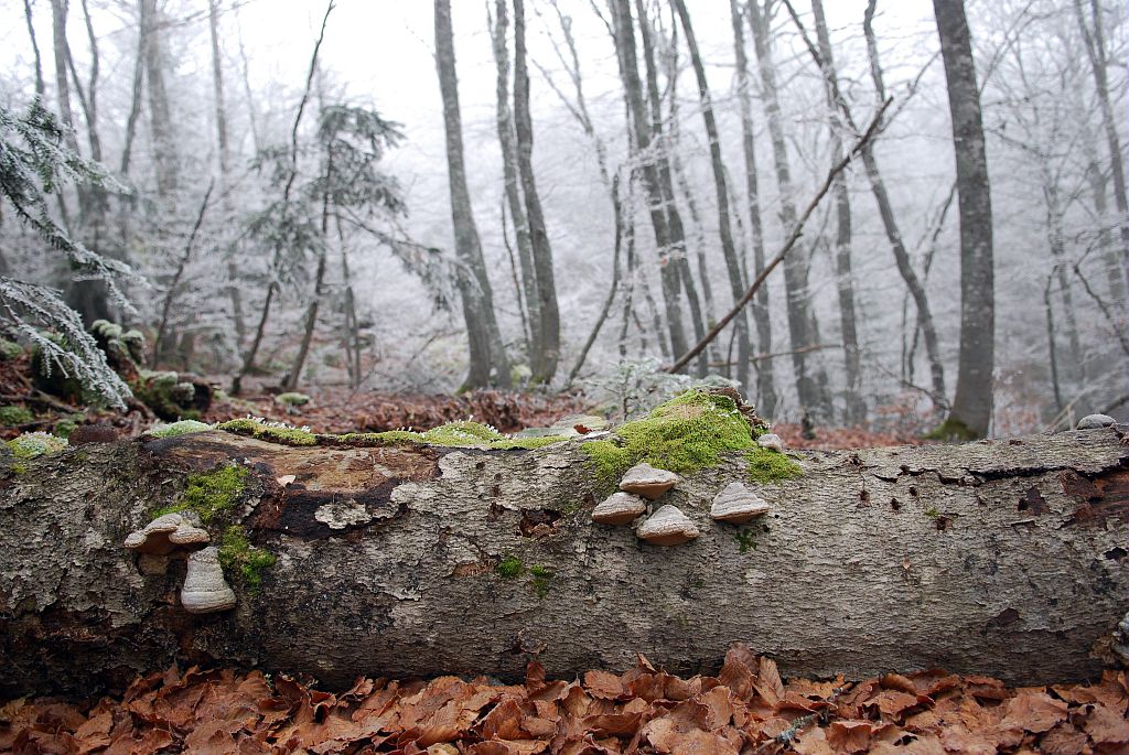 Sous-bois de la forêt de l'Infernet © Jean-Pierre Nicollet - Parc national des Ecrins