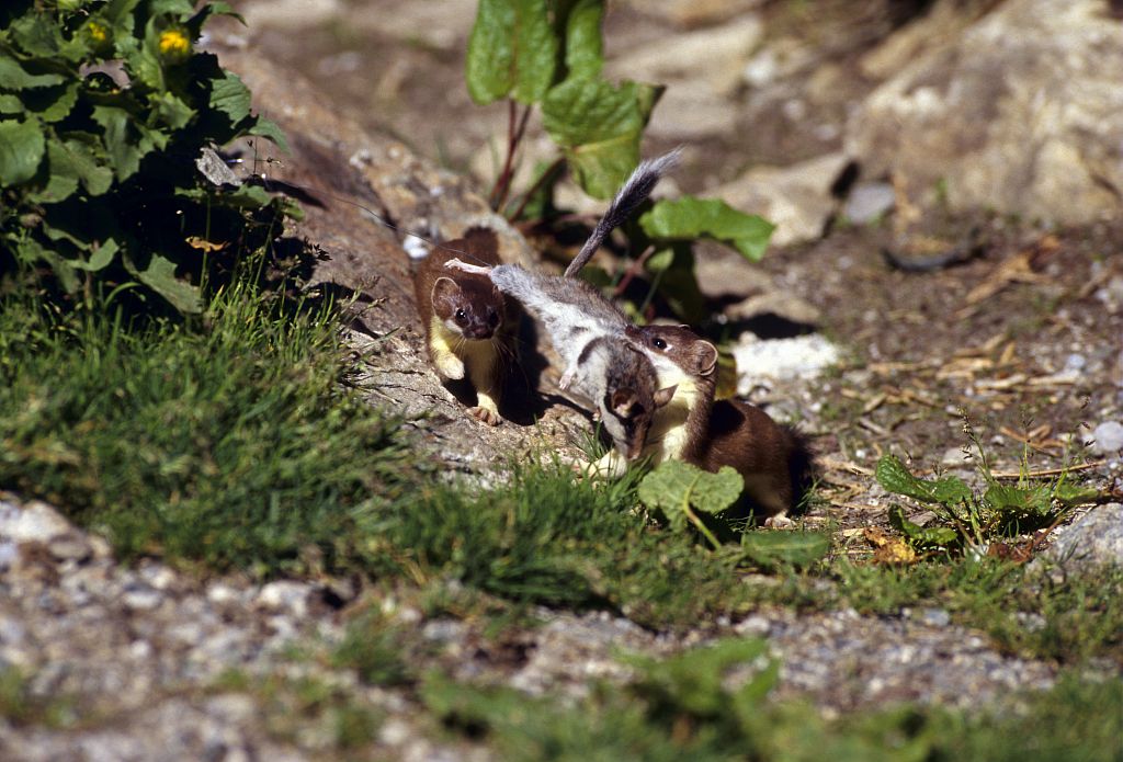 Prédation d'une hermine sur un lérot © Robert Chevalier - Parc national des Ecrins