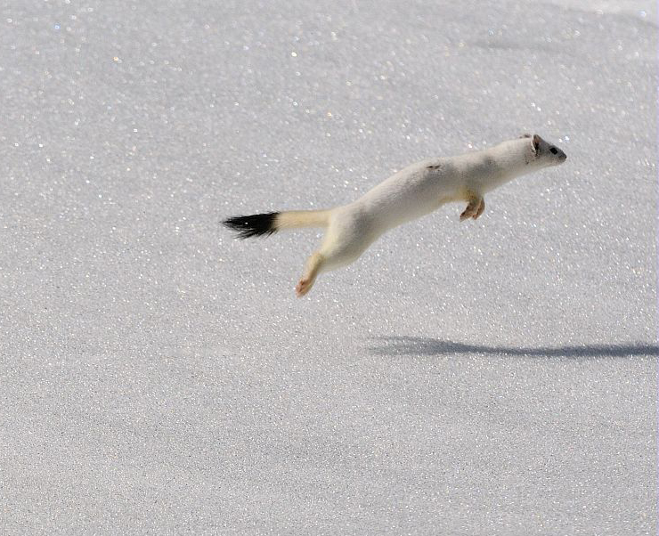 Hermine blanche © Mireille Coulon - Parc national des Ecrins