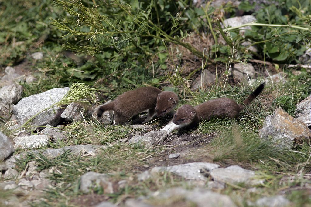 Famille d'hermines à la bosse de Clapouse en été © Robert Chevalier - Parc national des Ecrins