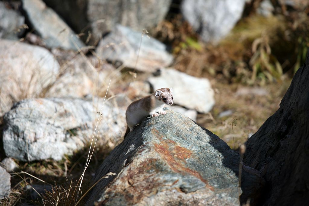 Hermine - refuge Tuckett - octobre © Emmanuelle Dova - Parc national des Ecrins