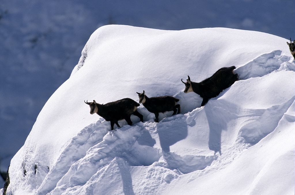 Chamois © Robert Chevalier - Parc national des Ecrins Chamois © Robert Chevalier - Parc national des Ecrins