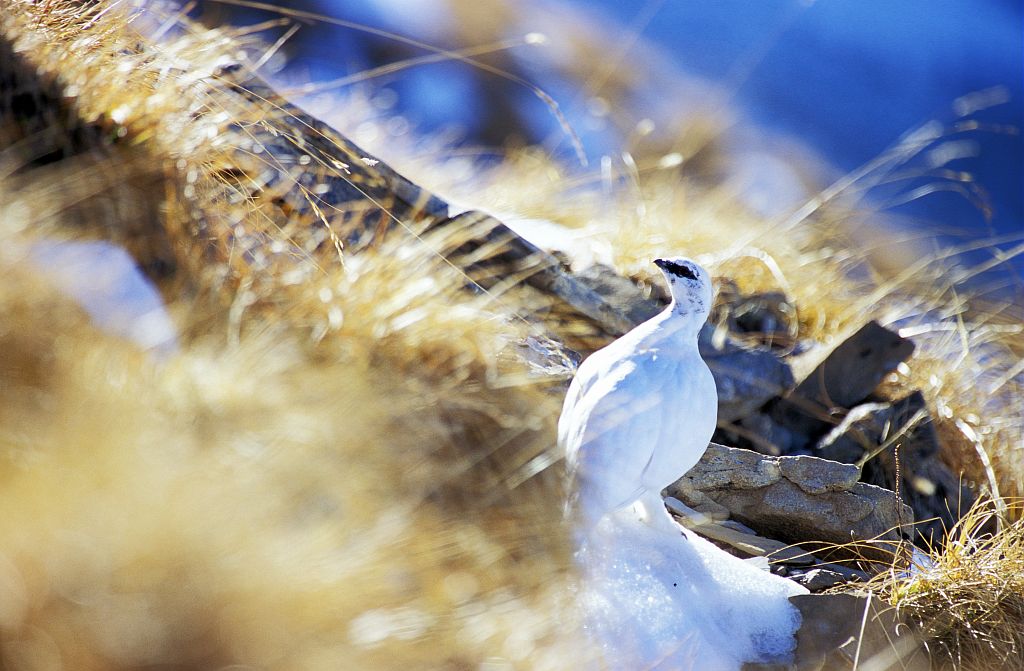 Lagopède à l'Aiguille d'Orcières © Marc Corail - Parc national des Ecrins