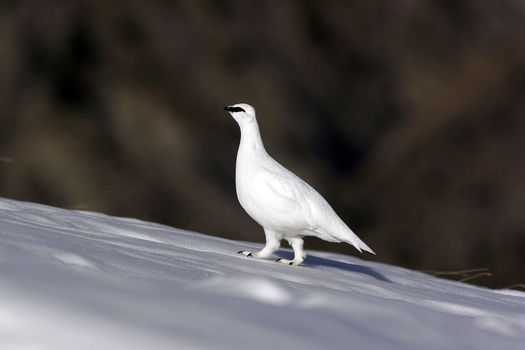 Lagopède en plumage d'hiver © Robert Chevalier - Parc national des Ecrins