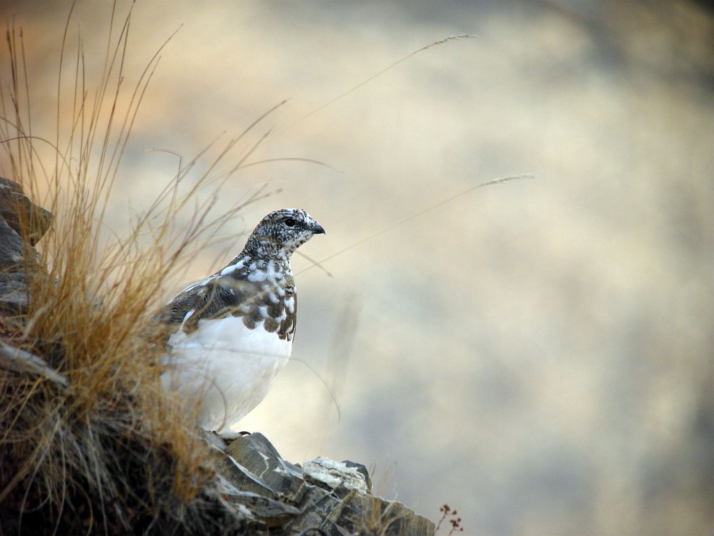 Lagopède alpin © Damien Combrisson - Parc national des Ecrins