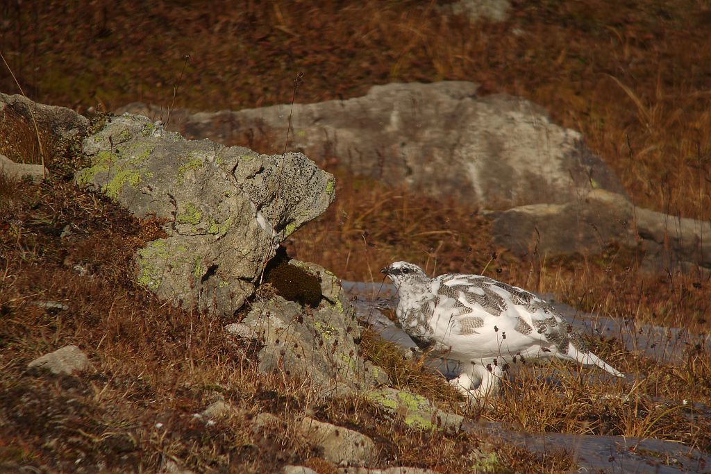 Lagopède alpin mâle en automne © Damien Combrisson - Parc national des Ecrins Lagopède alpin mâle en automne © Damien Combrisson - Parc national des Ecrins