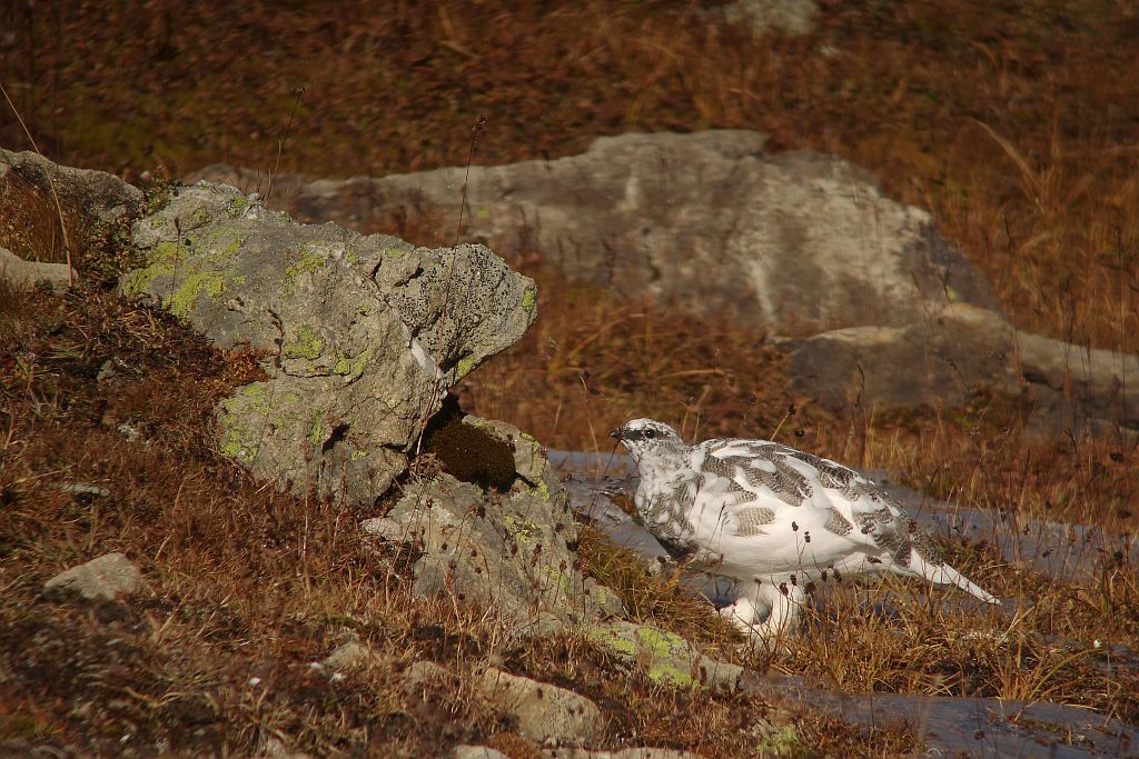 Lagopède alpin mâle en automne © Damien Combrisson - Parc national des Ecrins