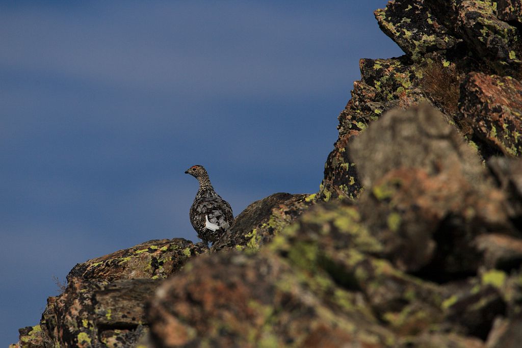 Lagopède à la cabane des parisiens © Marc Corail - Parc national des Ecrins