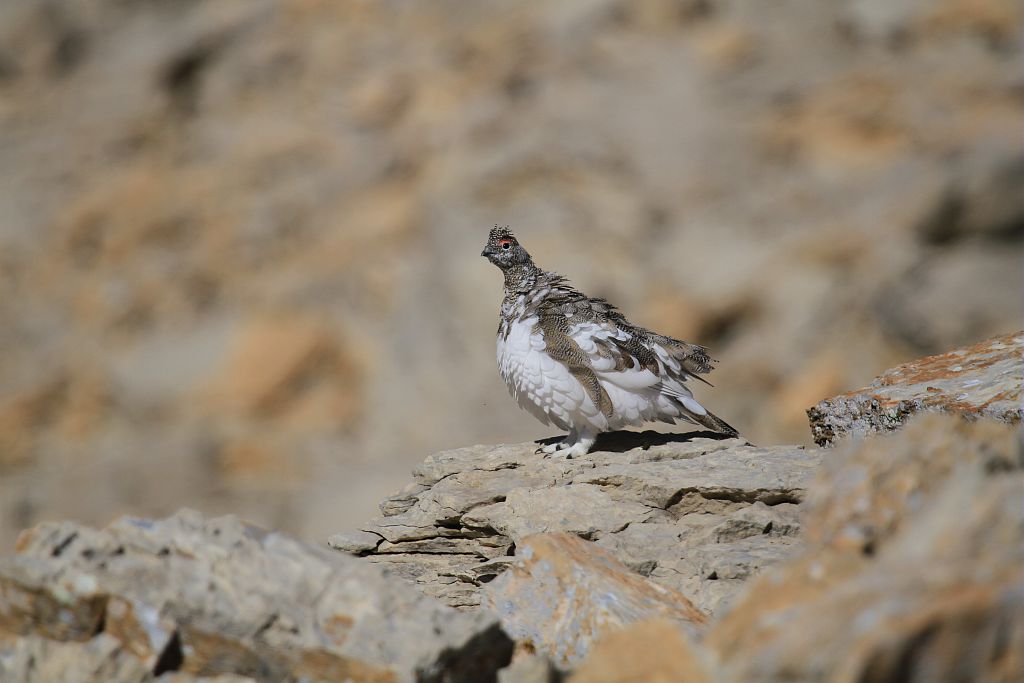 Lagopède alpin dans un pierrier © Jean-Philippe Telmon - Parc national des Ecrins