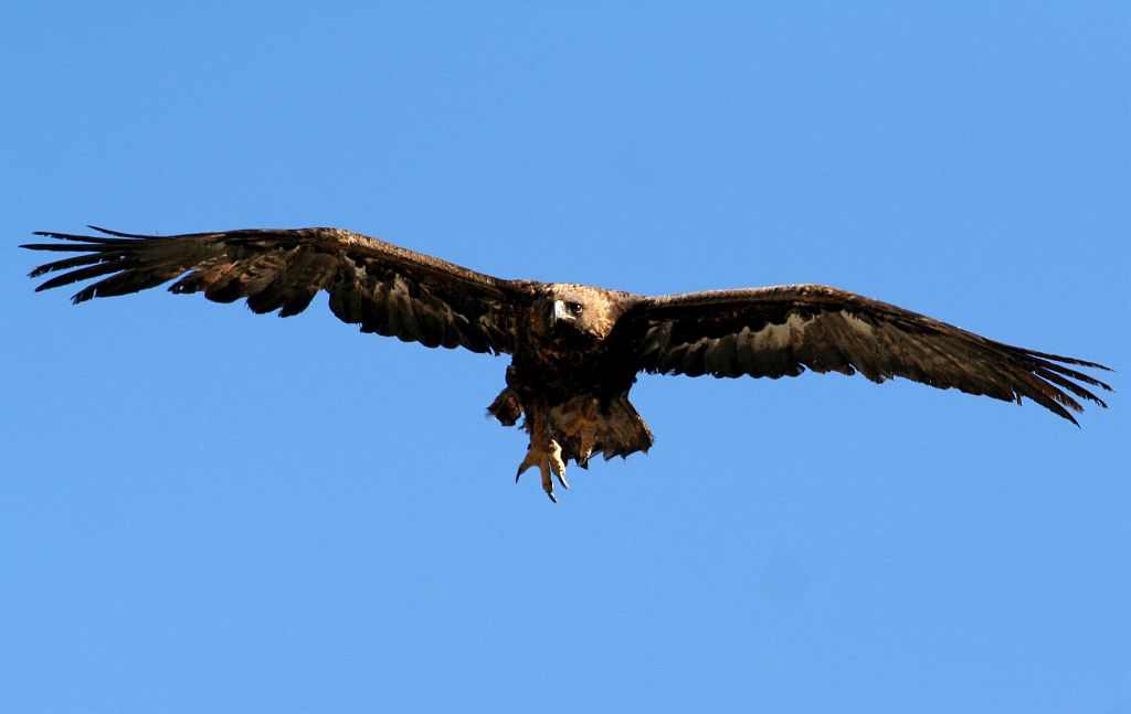 Aigle royal, serre pendante © Christian Couloumy - Parc national des Ecrins