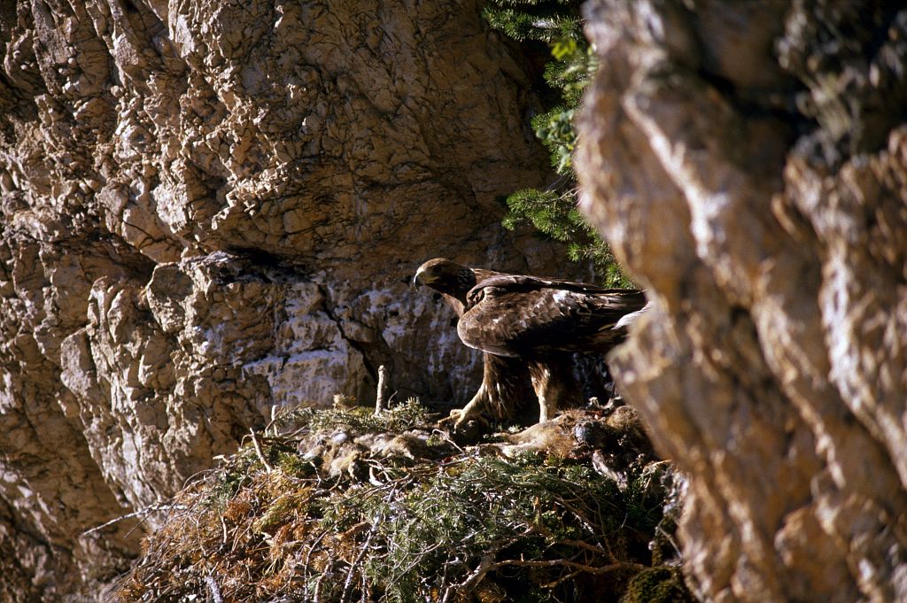 Aigle royal sur son aire © Robert Chevalier - Parc national des Ecrins