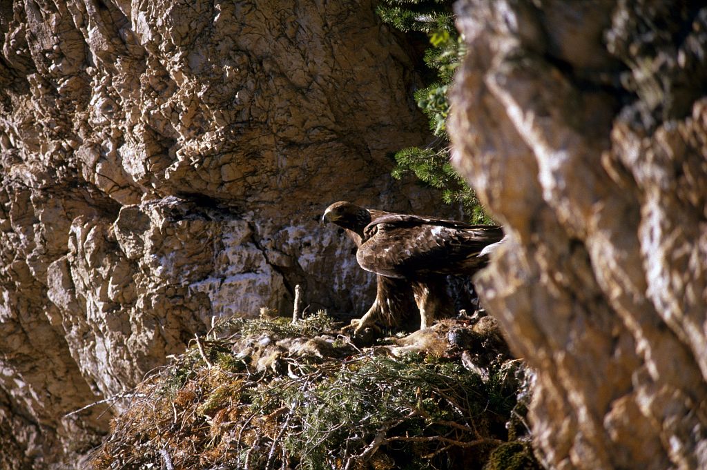 Aigle royal sur son aire © Robert Chevalier - Parc national des Ecrins Aigle royal sur son aire © Robert Chevalier - Parc national des Ecrins