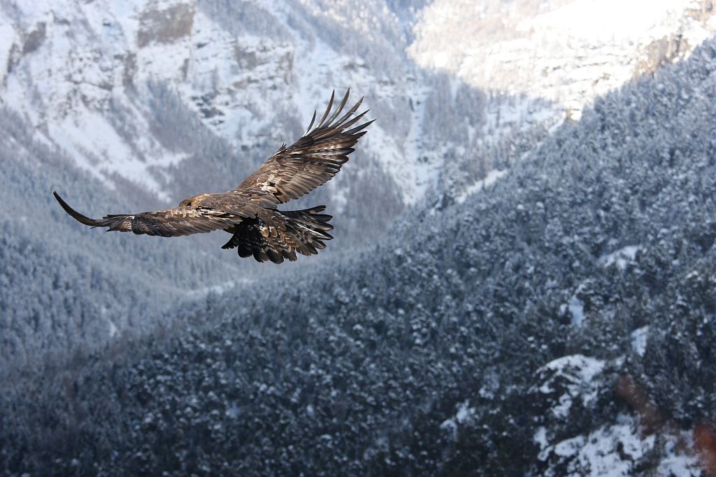 Aigle royal © Damien Combrisson - Parc national des Ecrins