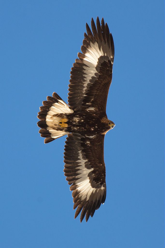 Aigle royal - 1er hiver © Pascal Saulay - Parc national des Ecrins