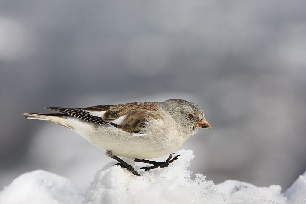 Niverolle alpine en hiver © Damien Combrisson - Parc national des Ecrins Niverolle alpine en hiver © Damien Combrisson - Parc national des Ecrins