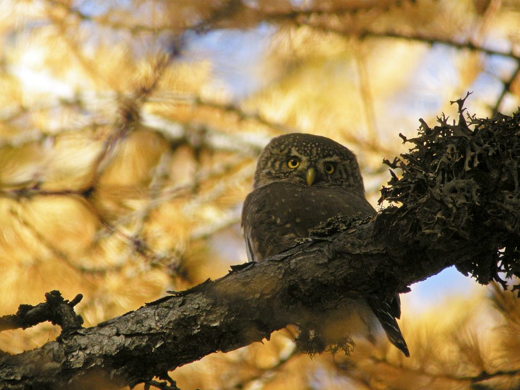 Chevêchette d'Europe © Damien Combrisson - Parc national des Ecrins