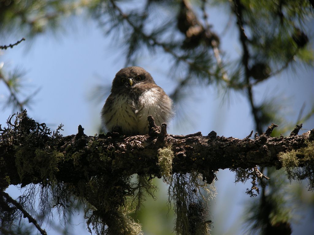 Jeune chouette chevêchette © Damien Combrisson - Parc national des Ecrins