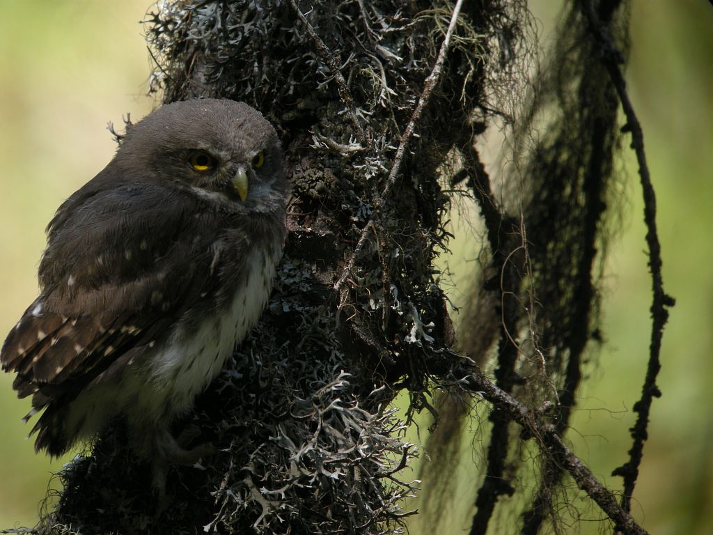 Jeune chouette chevêchette © Damien Combrisson - Parc national des Ecrins