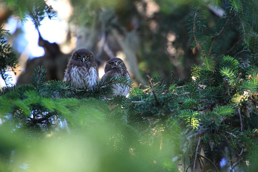 Jeunes chevêchettes d'Europe © Marc Corail - Parc national des Ecrins 