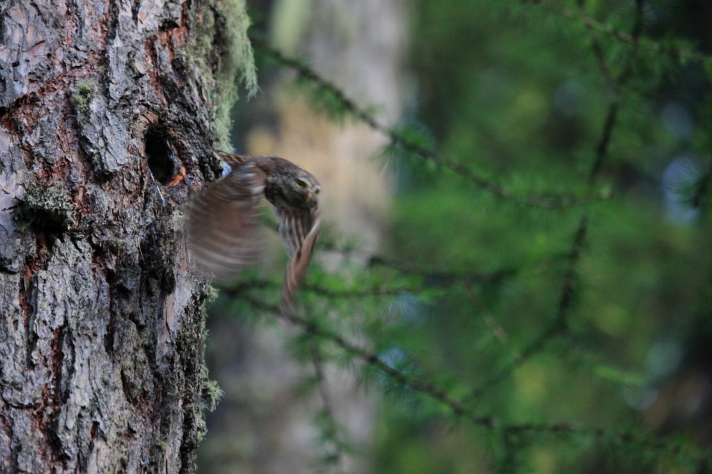 Chevêchette d'Europe - Pastissou - Orcières - Champsaur © Marc Corail - Parc national des Ecrins 