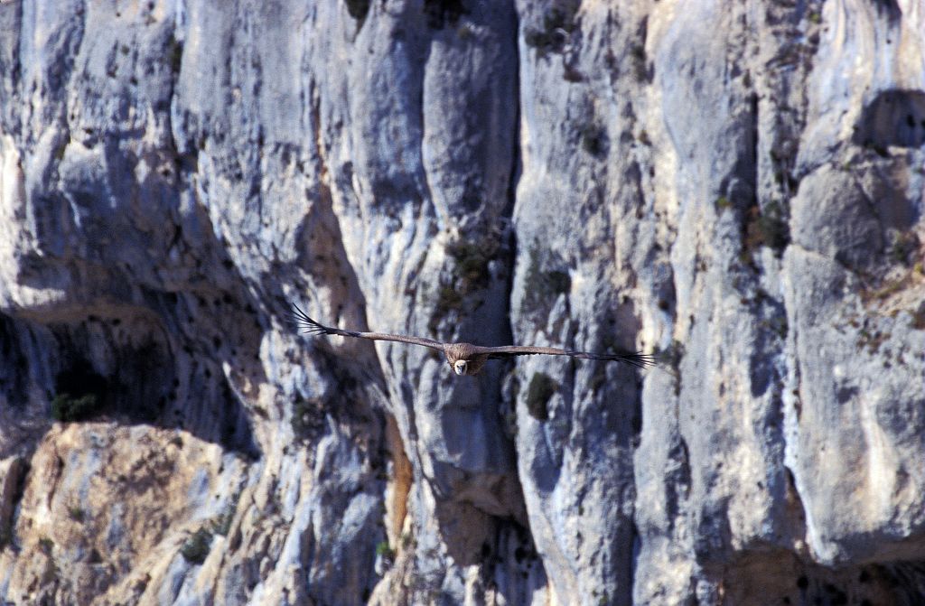 Vautour fauve © Marc Corail - Parc national des Ecrins