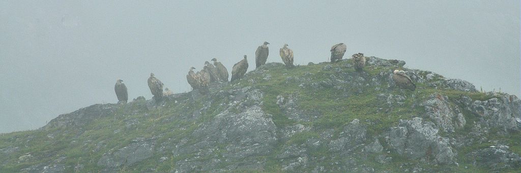 Vautours fauves posés dans la brume © Mireille Coulon - Parc national des Ecrins Vautours fauves posés dans la brume © Mireille Coulon - Parc national des Ecrins