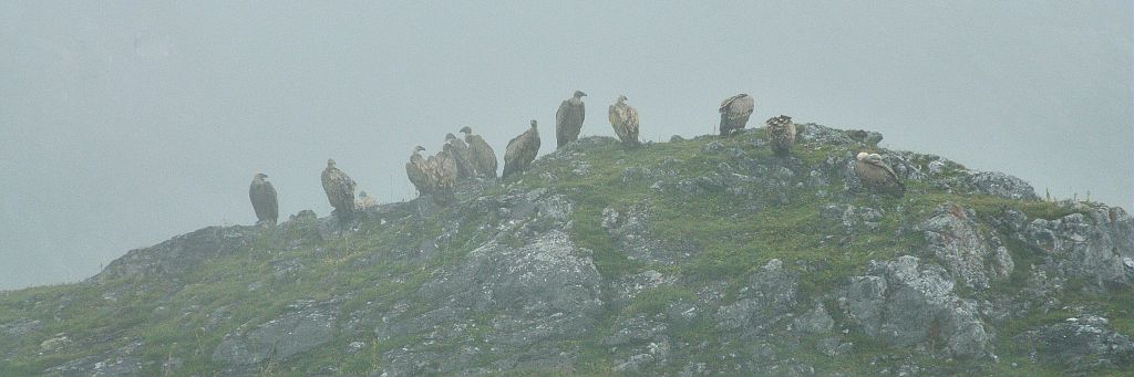 Vautours fauves posés dans la brume © Mireille Coulon - Parc national des Ecrins