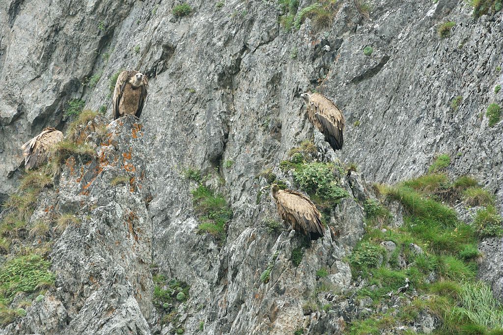 Vautours fauves posés © Mireille Coulon - Parc national des Ecrins