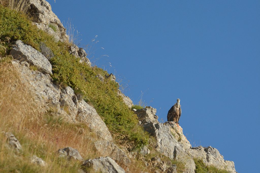 Vautour fauve posé © Mireille Coulon - Parc national des Ecrins