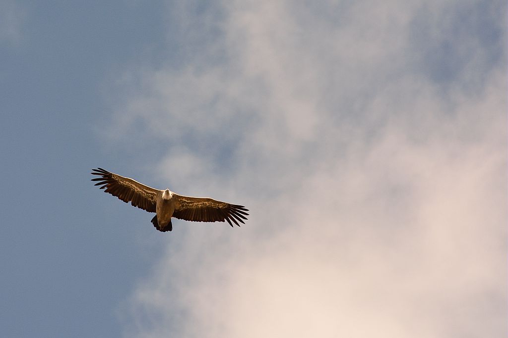 Vautour fauve en vol © Mireille Coulon - Parc national des Ecrins