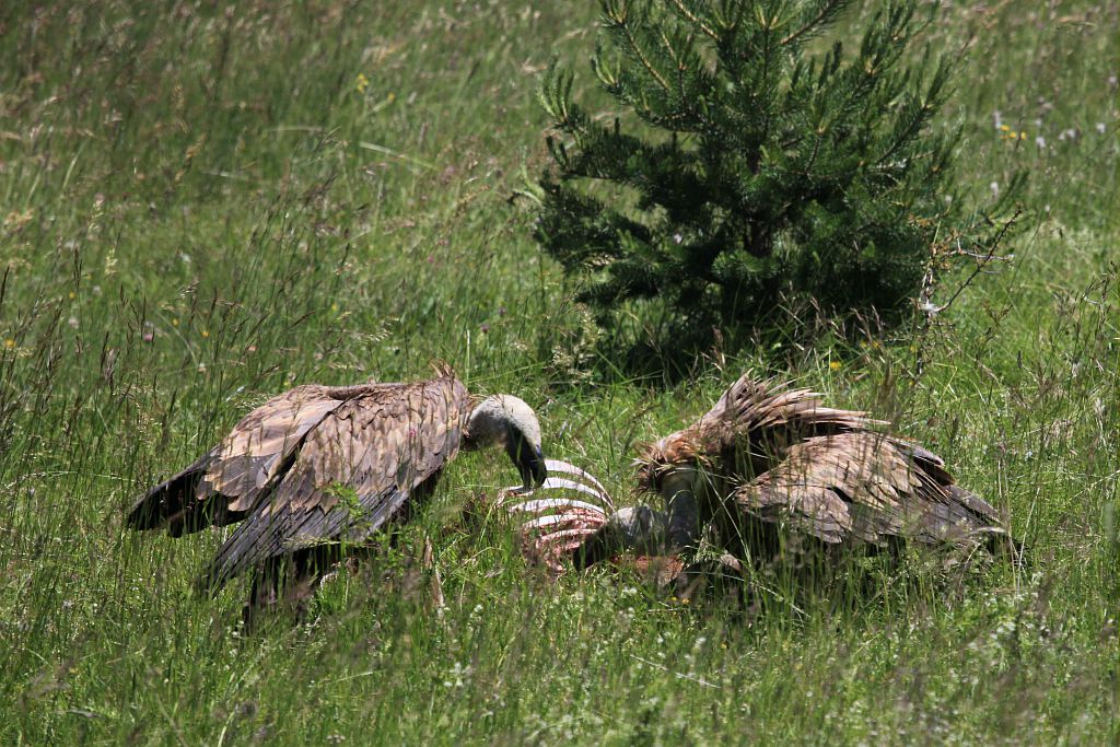 Cerf elaphe consommé par des vautours fauves © Marc Corail - Parc national des Ecrins Cerf elaphe consommé par des vautours fauves © Marc Corail - Parc national des Ecrins