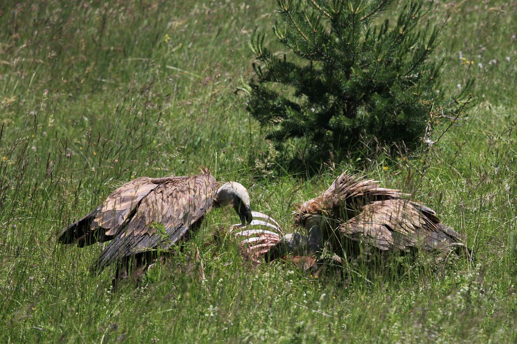 Cerf elaphe consommé par des vautours fauves © Marc Corail - Parc national des Ecrins