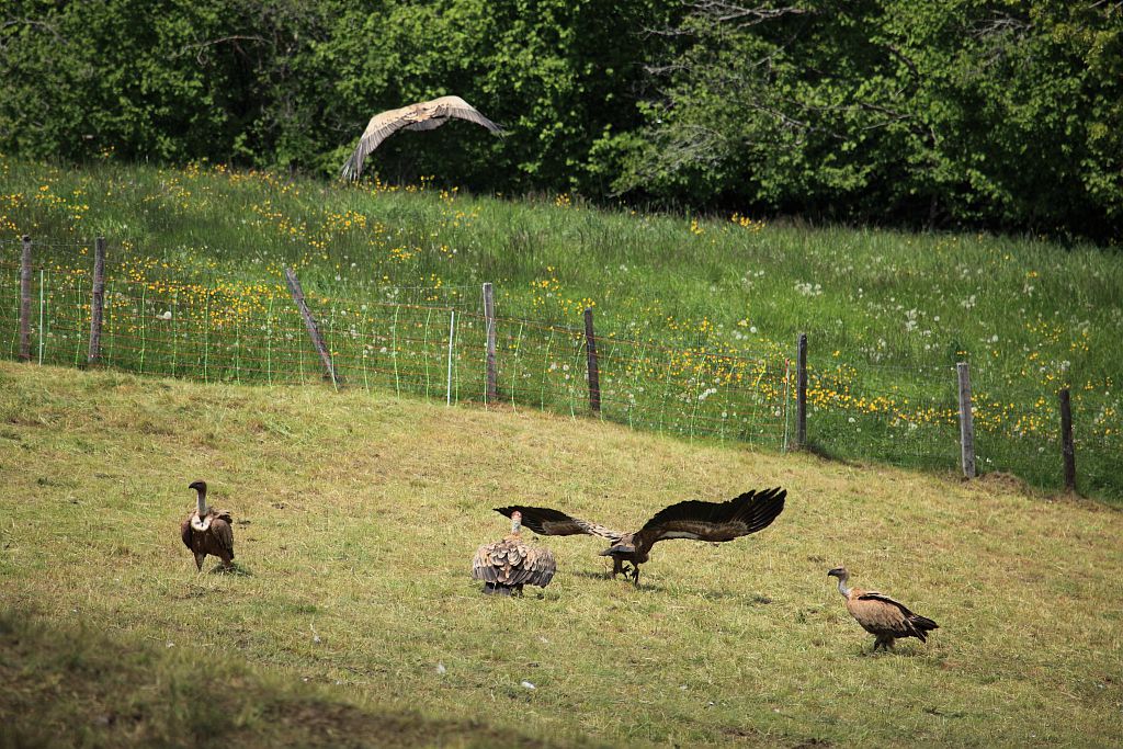 Vautours fauves - charognage sur 2 cadavres d'agneaux - Les Cousteilles - Ancelle - Champsaur © Marc Corail - Parc national des Ecrins