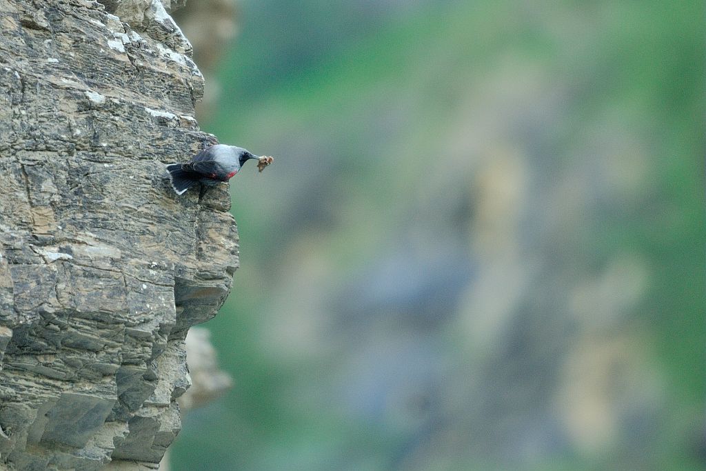 Tichodrome échelette mâle nourrissage © Mireille Coulon - Parc national des Ecrins Tichodrome échelette mâle nourrissage © Mireille Coulon - Parc national des Ecrins