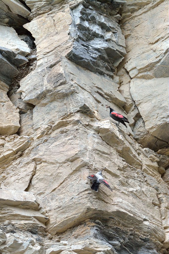 Tichodrome échelette le couple nourrissage © Mireille Coulon - Parc national des Ecrins Tichodrome échelette le couple nourrissage © Mireille Coulon - Parc national des Ecrins