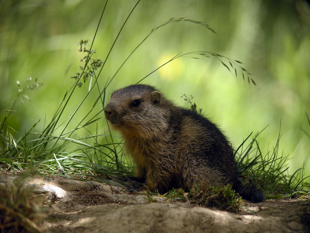 Jeune marmotte © Damien Combrisson - Parc national des Ecrins Jeune marmotte © Damien Combrisson - Parc national des Ecrins