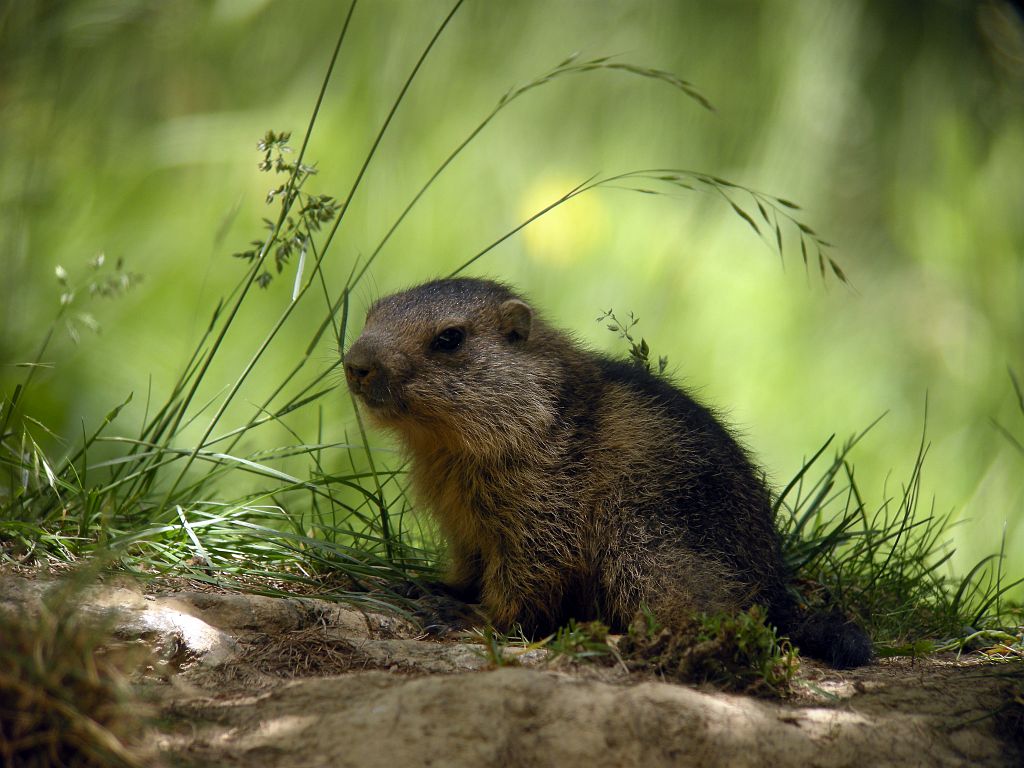 Jeune marmotte © Damien Combrisson - Parc national des Ecrins