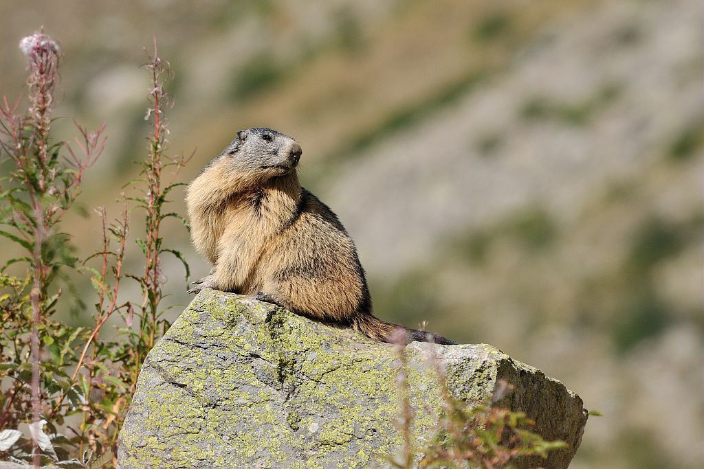 Marmotte © Mireille Coulon - Parc national des Ecrins Marmotte © Mireille Coulon - Parc national des Ecrins