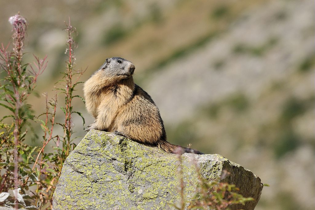 Marmotte © Mireille Coulon - Parc national des Ecrins