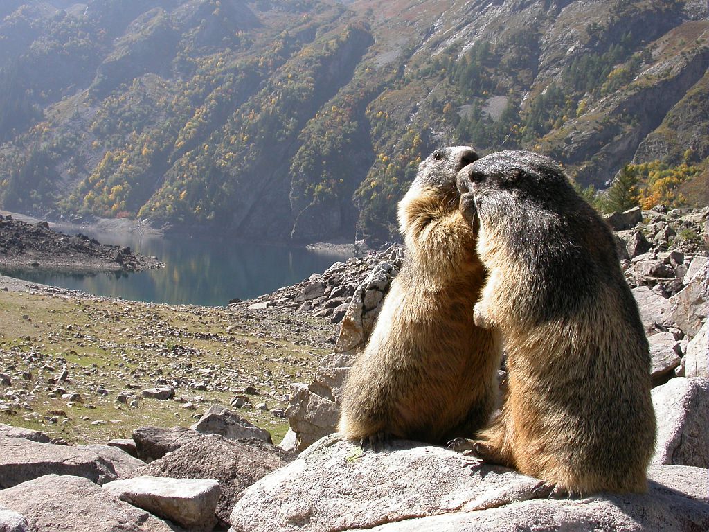 Marmottes au Lac Lauvitel © Denis Fiat - Parc national des Ecrins Marmottes au Lac Lauvitel © Denis Fiat - Parc national des Ecrins